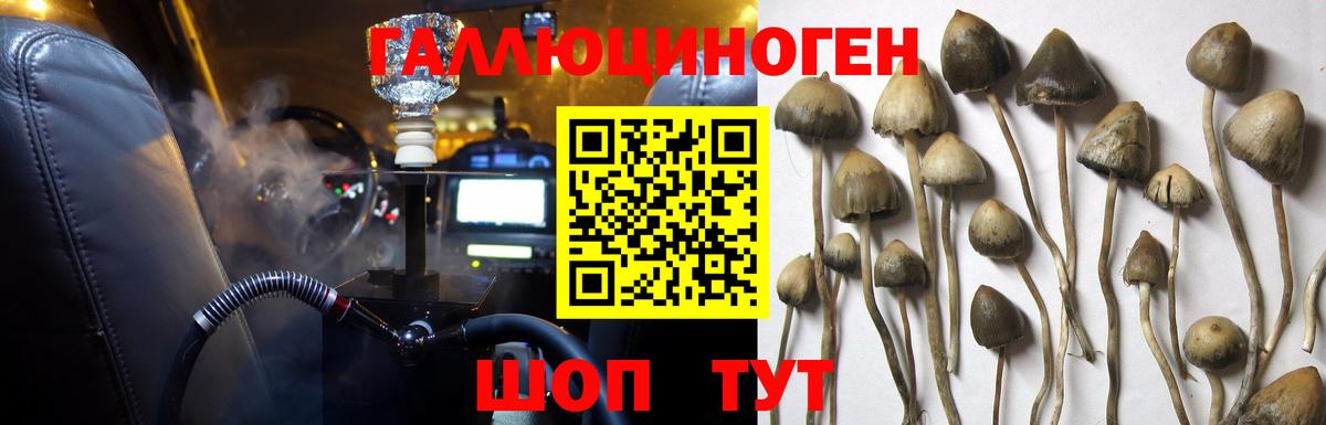 Киржач  Псилоцибиновые грибы Magic Shrooms  купить наркотики цена  Вход с VPN  Псилоцибиновые грибы Psilocybine cubensis 